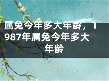 属兔今年多大年龄，1987年属兔今年多大年龄