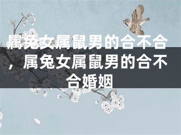 属兔女属鼠男的合不合，属兔女属鼠男的合不合婚姻