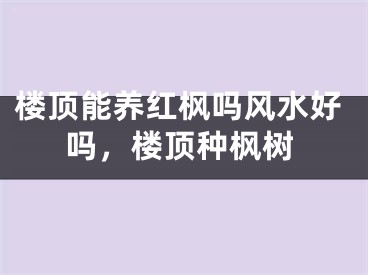 楼顶能养红枫吗风水好吗，楼顶种枫树