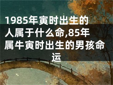 1985年寅时出生的人属于什么命,85年属牛寅时出生的男孩命运