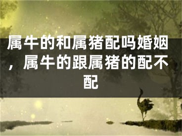 属牛的和属猪配吗婚姻，属牛的跟属猪的配不配