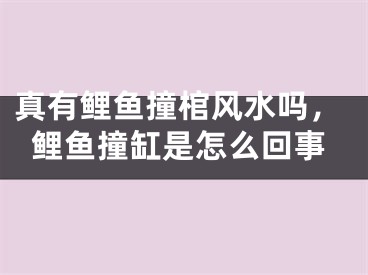 真有鲤鱼撞棺风水吗，鲤鱼撞缸是怎么回事