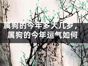 属狗的今年多大几岁，属狗的今年运气如何