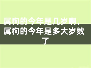 属狗的今年是几岁啊，属狗的今年是多大岁数了