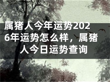 属猪人今年运势2026年运势怎么样，属猪人今日运势查询