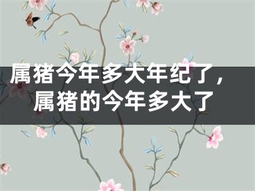 属猪今年多大年纪了，属猪的今年多大了