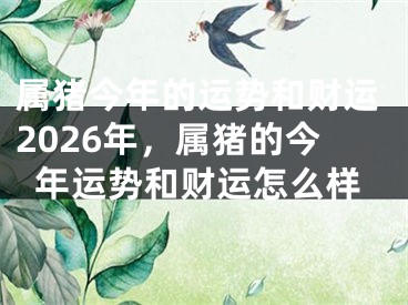 属猪今年的运势和财运2026年，属猪的今年运势和财运怎么样