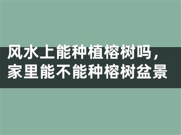 风水上能种植榕树吗，家里能不能种榕树盆景