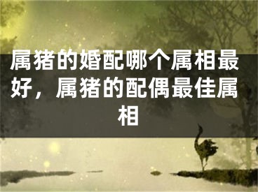 属猪的婚配哪个属相最好，属猪的配偶最佳属相