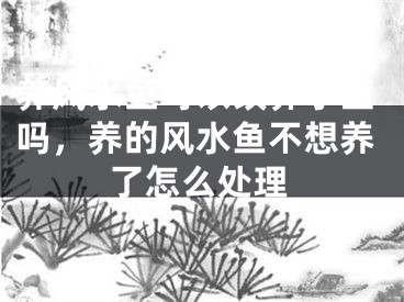 养风水鱼可以改养小鱼吗，养的风水鱼不想养了怎么处理