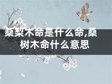 桑梨木命是什么命,桑树木命什么意思