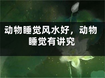 动物睡觉风水好，动物睡觉有讲究