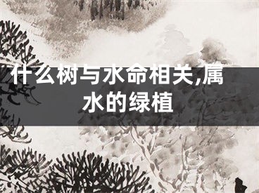 什么树与水命相关,属水的绿植