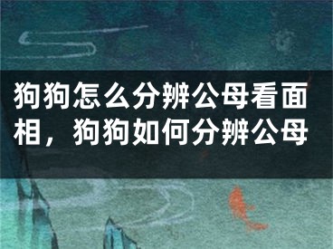 狗狗怎么分辨公母看面相，狗狗如何分辨公母
