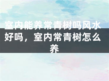 室内能养常青树吗风水好吗，室内常青树怎么养