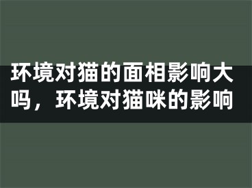 环境对猫的面相影响大吗，环境对猫咪的影响