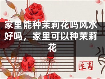 家里能种茉莉花吗风水好吗，家里可以种茉莉花
