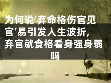 为何说‘弃命格伤官见官’易引发人生波折,弃官就食格看身强身弱吗