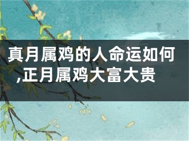 真月属鸡的人命运如何,正月属鸡大富大贵