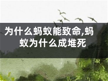 为什么蚂蚁能致命,蚂蚁为什么成堆死