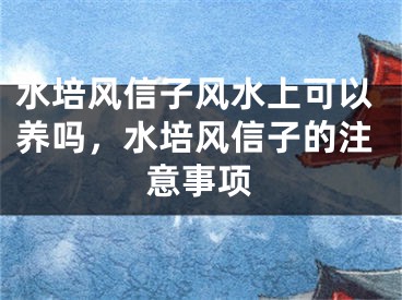 水培风信子风水上可以养吗，水培风信子的注意事项