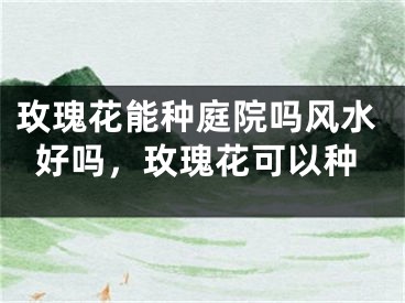 玫瑰花能种庭院吗风水好吗，玫瑰花可以种
