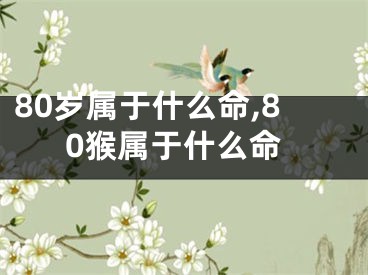 80岁属于什么命,80猴属于什么命