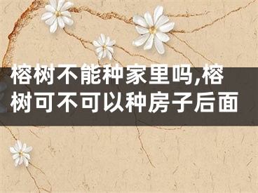 榕树不能种家里吗,榕树可不可以种房子后面