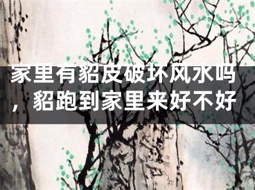 家里有貂皮破坏风水吗，貂跑到家里来好不好
