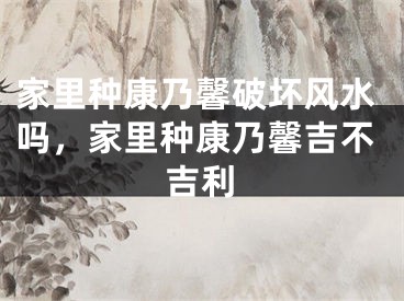 家里种康乃馨破坏风水吗，家里种康乃馨吉不吉利