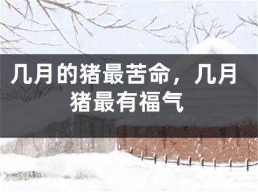 几月的猪最苦命，几月猪最有福气