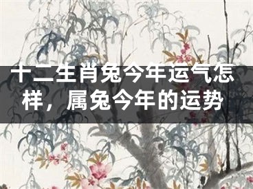 十二生肖兔今年运气怎样，属兔今年的运势